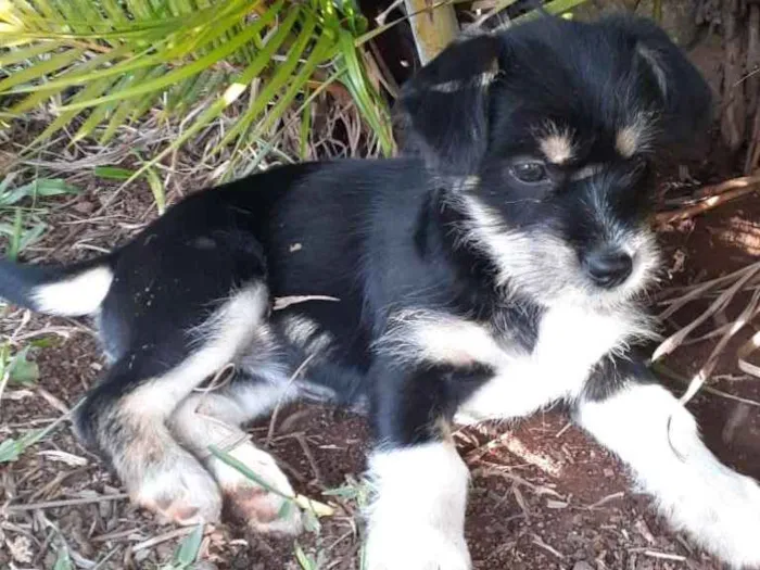 Cachorro ra a indefinida idade 2 a 6 meses nome Pretinha