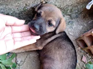 Cachorro raça Vira lata idade 2 a 6 meses nome Não tem