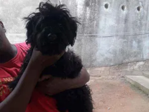 Cachorro raça Pudoo idade 2 a 6 meses nome Malu 