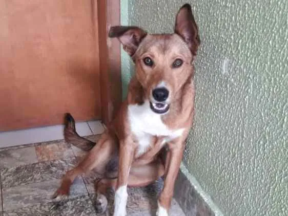 Cachorro raça Não tem idade 7 a 11 meses nome Princesa