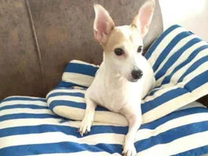 Cachorro raça  idade 3 anos nome Estrela (Ad especial