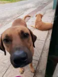 Amarelo e Japinha