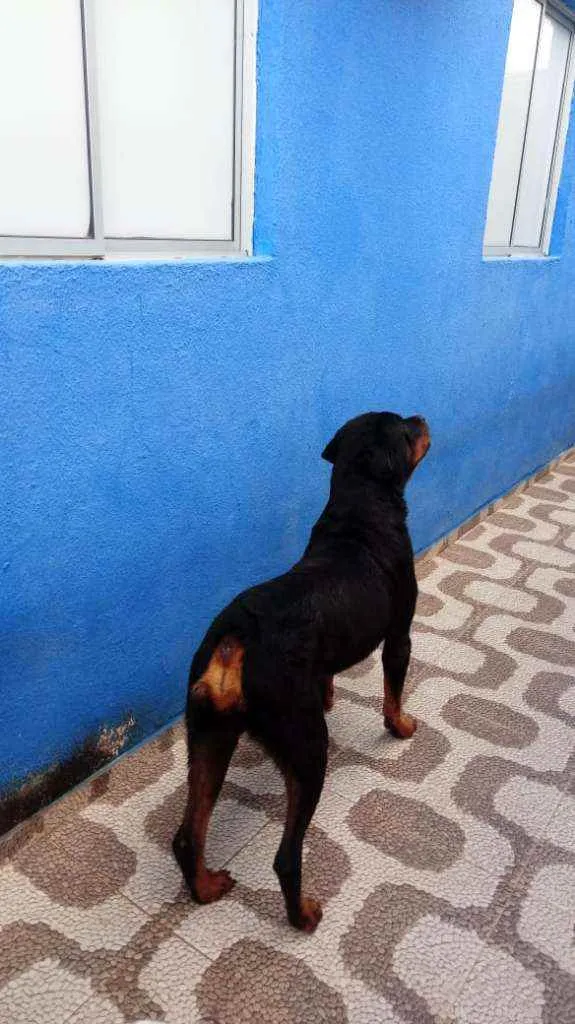 Cachorro ra a Rotweiller e Budogue Campeiro  idade 6 ou mais anos nome Athila e Athena