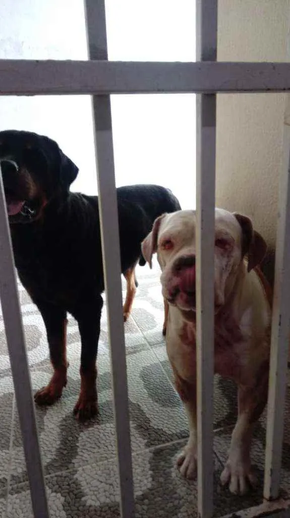 Cachorro ra a Rotweiller e Budogue Campeiro  idade 6 ou mais anos nome Athila e Athena