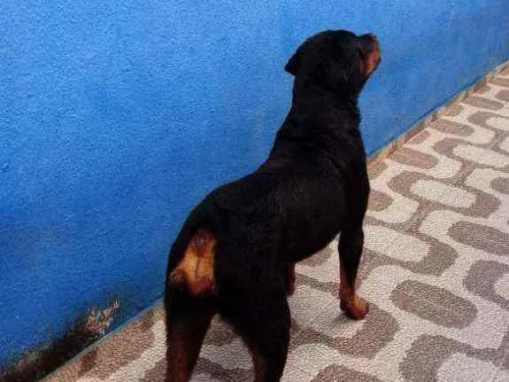 Cachorro ra a Rotweiller e Budogue Campeiro  idade 6 ou mais anos nome Athila e Athena