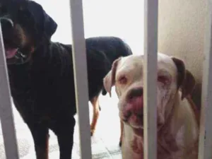 Cachorro raça Rotweiller e Budogue Campeiro  idade 6 ou mais anos nome Athila e Athena