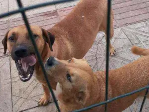 Cachorro raça Srd idade 5 anos nome Amarelo e Japinha