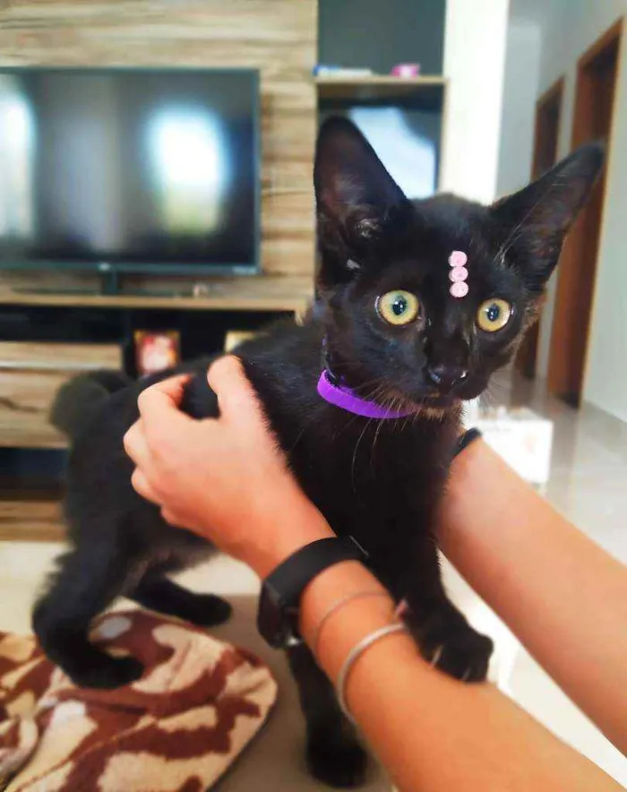 Gato ra a Srd idade 2 a 6 meses nome Mia