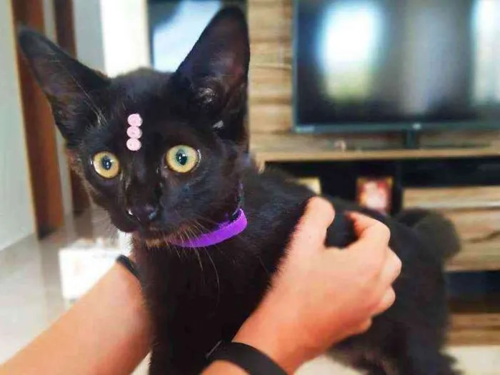 Gato ra a Srd idade 2 a 6 meses nome Mia