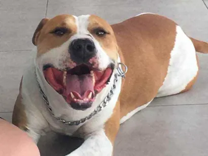 Cachorro raça Pit bull  idade 4 anos nome Spike