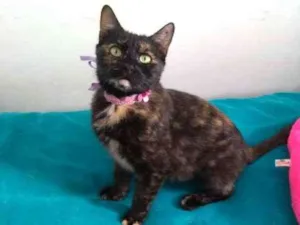 Gato raça SRD-ViraLata idade 1 ano nome Charlotte