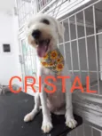 CRISTAL
