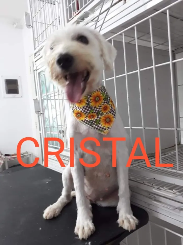 Cachorro ra a SRD-ViraLata idade 1 ano nome CRISTAL