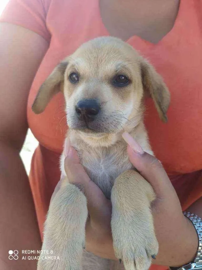 Cachorro ra a SRD idade 2 a 6 meses nome Sem nome ainda 