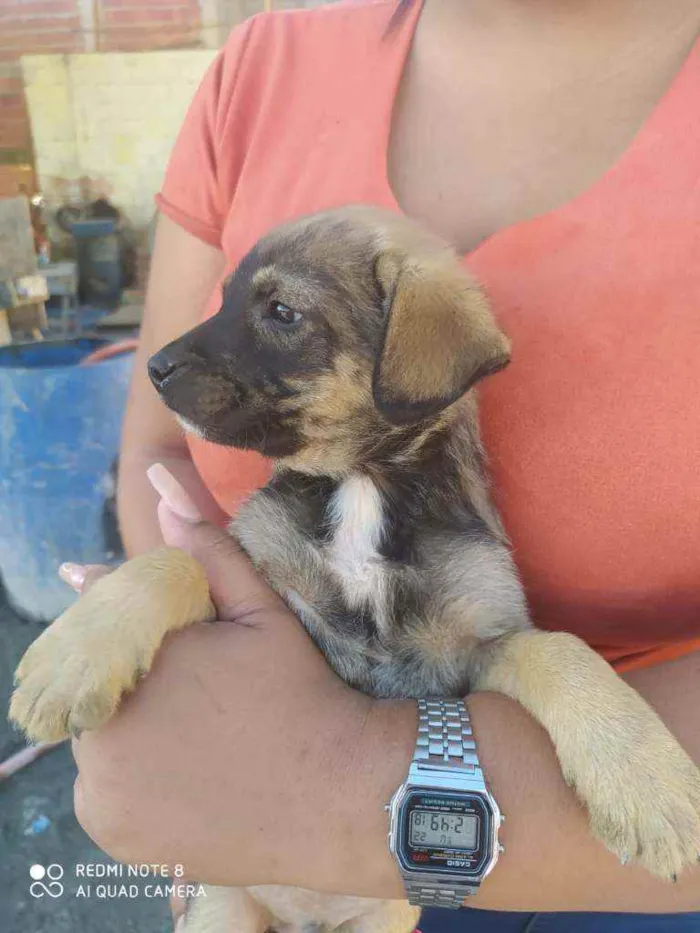 Cachorro ra a SRD idade 2 a 6 meses nome Sem nome ainda 