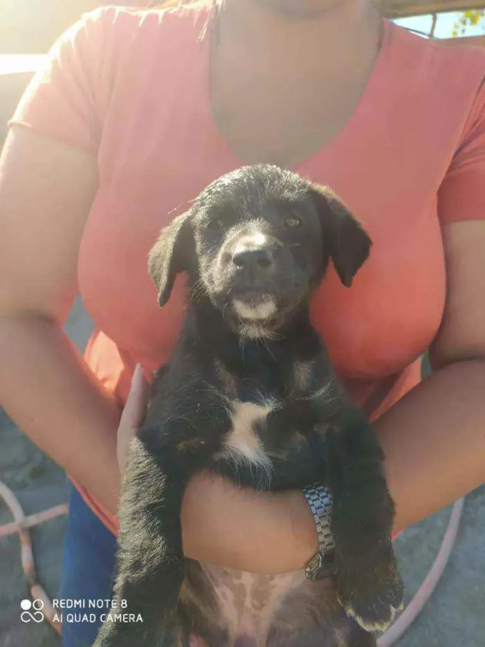 Cachorro ra a SRD idade 2 a 6 meses nome Sem nome ainda 