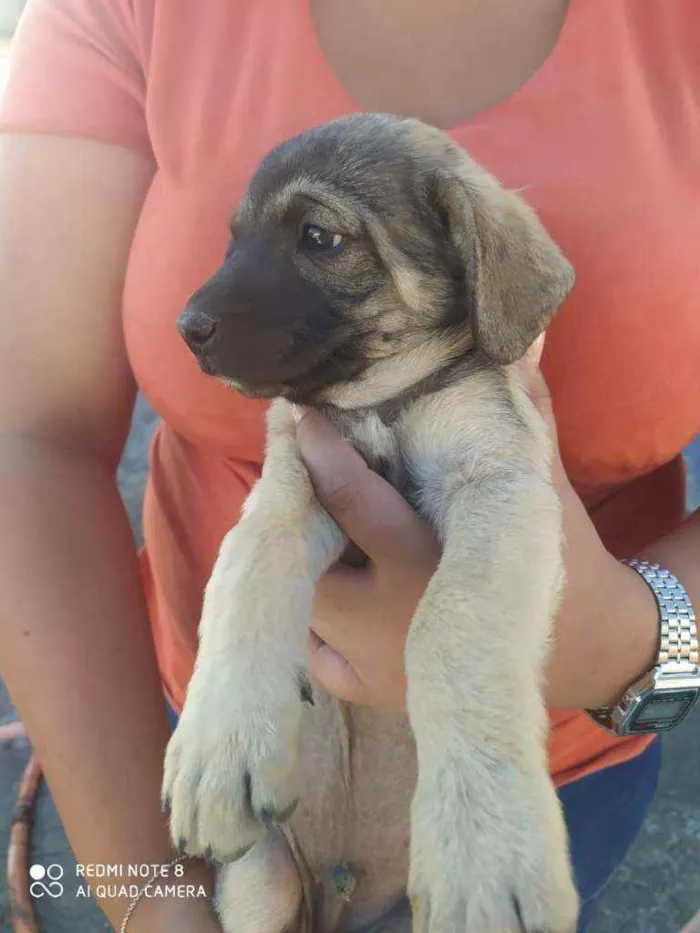 Cachorro ra a SRD idade 2 a 6 meses nome Sem nome ainda 