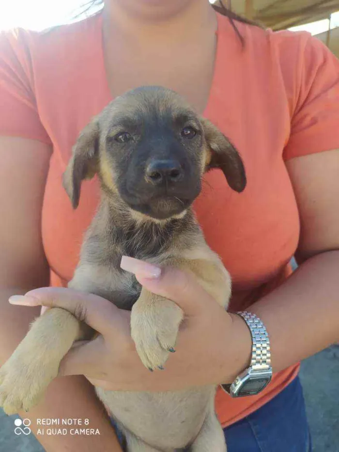 Cachorro ra a SRD idade 2 a 6 meses nome Sem nome ainda 