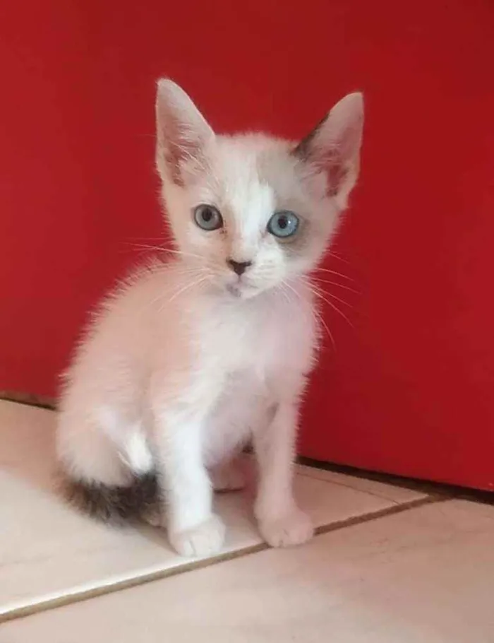 Gato ra a SRD  idade 2 a 6 meses nome GAEL