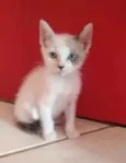 GAEL
