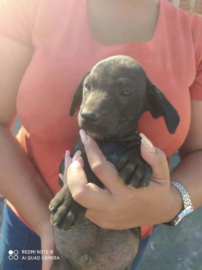 Cachorro ra a SRD idade 2 a 6 meses nome Sem nome ainda 