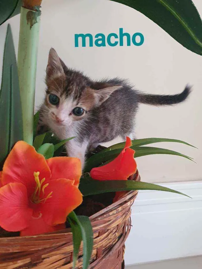 Gato ra a SRD idade Abaixo de 2 meses nome Leleco