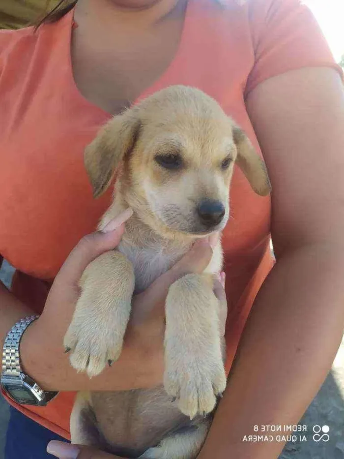 Cachorro ra a SRD idade 2 a 6 meses nome Sem nome ainda 