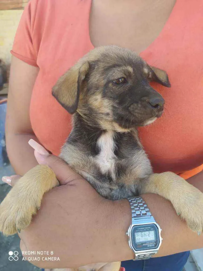 Cachorro ra a SRD idade 2 a 6 meses nome Sem nome ainda 