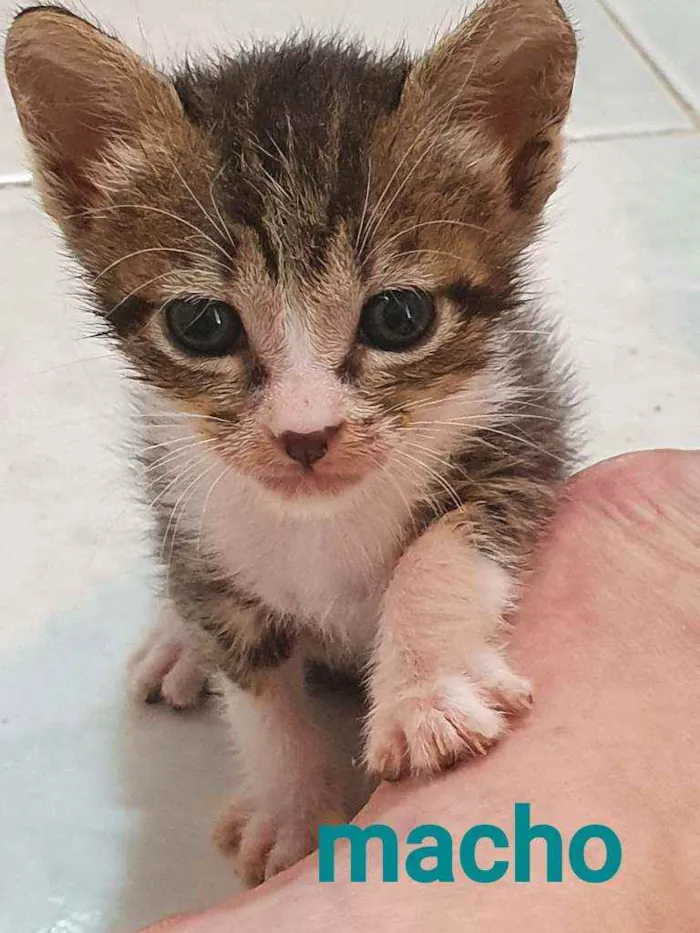 Gato ra a SRD idade Abaixo de 2 meses nome Sheron