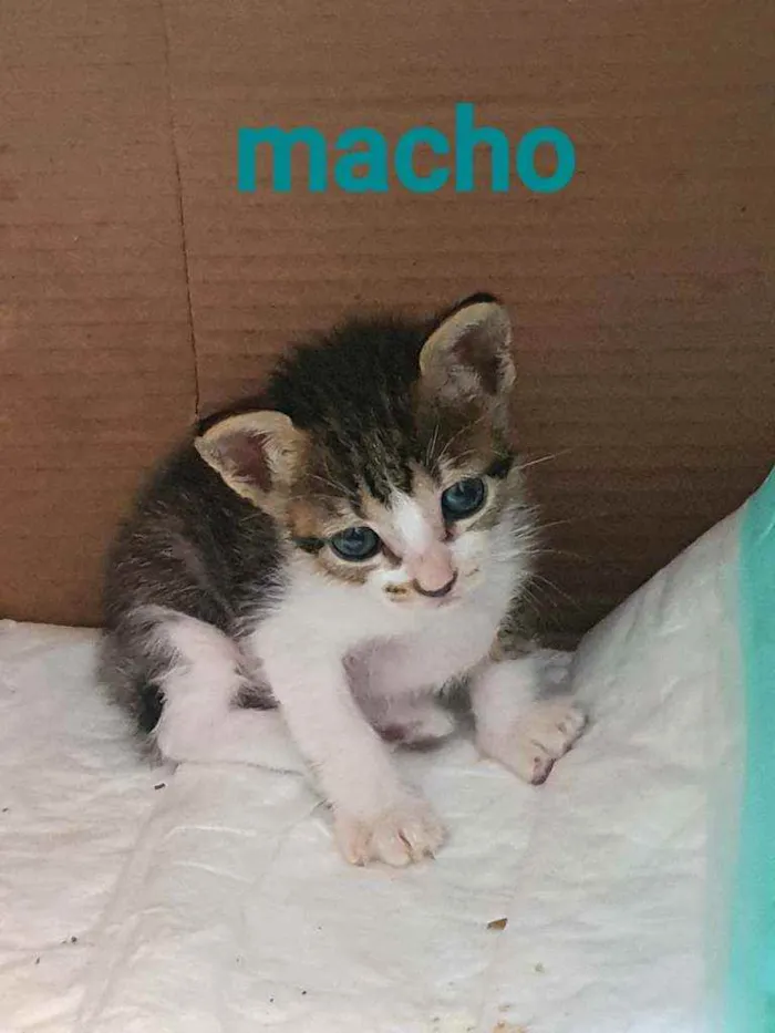 Gato ra a SRD idade Abaixo de 2 meses nome Pierre