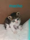 Pierre