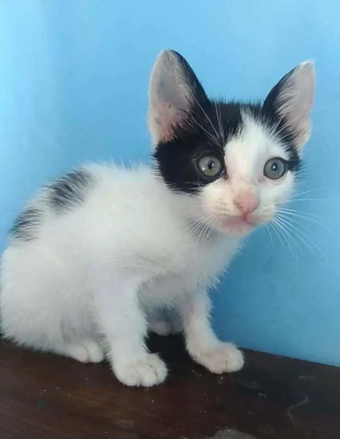 Gato ra a SRD  idade 2 a 6 meses nome YAN