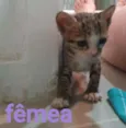 SHEVA