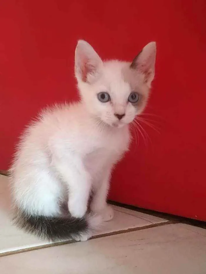 Gato ra a SRD  idade 2 a 6 meses nome GAEL