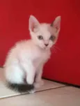GAEL
