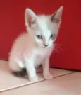 GAEL