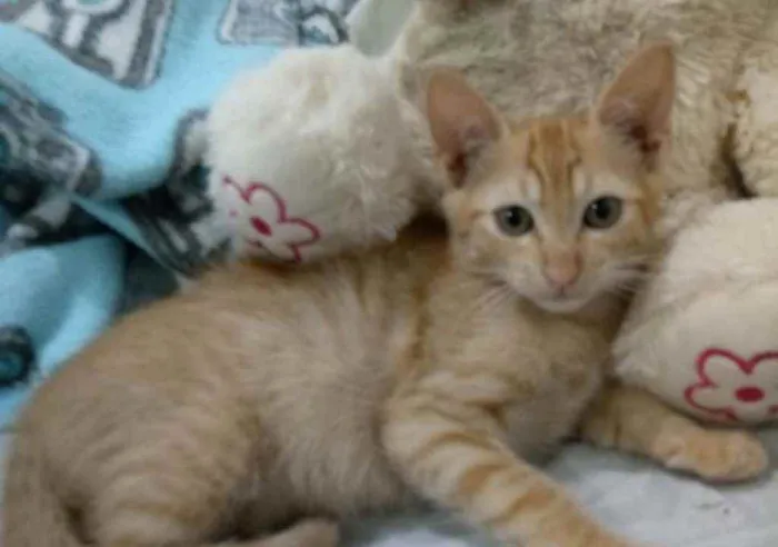 Gato ra a SRD  idade Abaixo de 2 meses nome ZACK