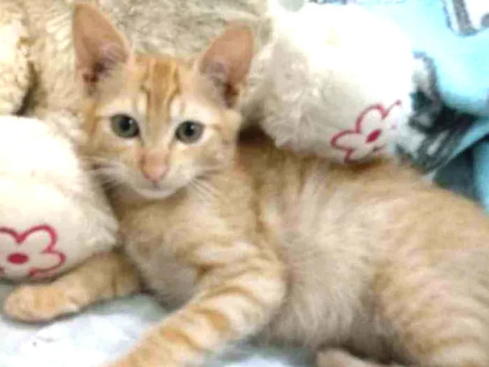 Gato ra a SRD  idade Abaixo de 2 meses nome ZACK