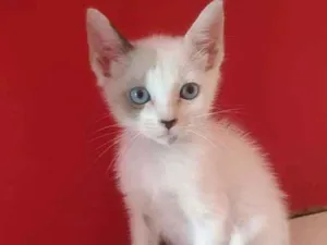 Gato raça SRD  idade 2 a 6 meses nome GAEL
