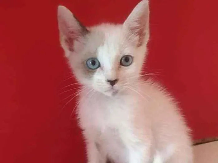 Gato ra a SRD  idade 2 a 6 meses nome GAEL