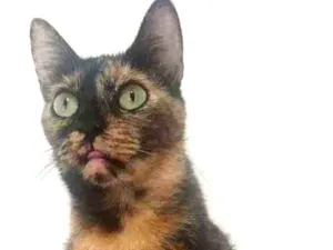 Gato raça SRD  idade  nome ELIS