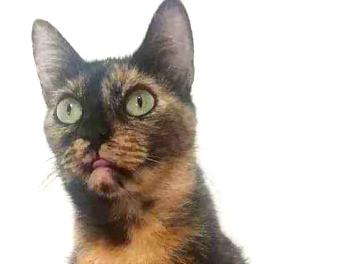 Gato ra a SRD  idade  nome ELIS