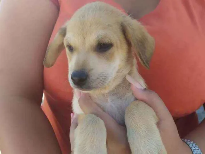 Cachorro ra a SRD idade 2 a 6 meses nome Sem nome ainda 