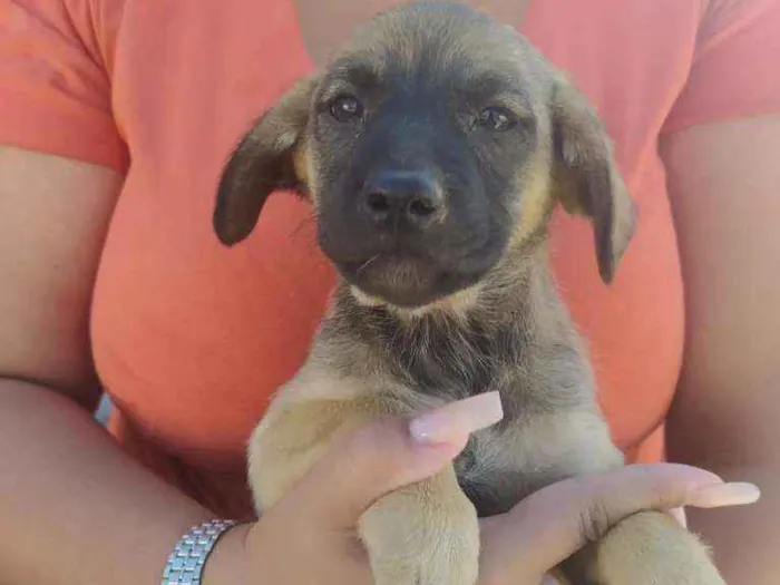 Cachorro ra a SRD idade 2 a 6 meses nome Sem nome ainda 