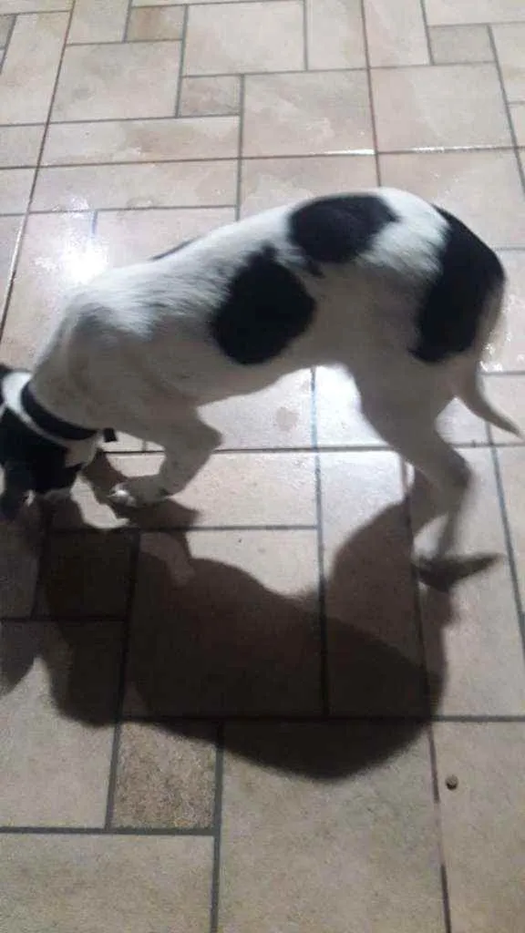 Cachorro ra a Fox paulistinha idade 2 a 6 meses nome Ainda não tem nome
