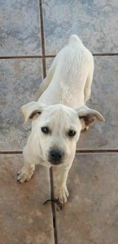Cachorro ra a Fox paulistinha idade 2 a 6 meses nome Ainda não tem nome