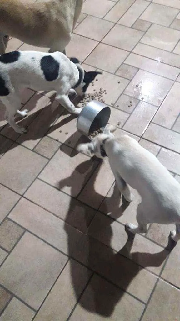 Cachorro ra a Fox paulistinha idade 2 a 6 meses nome Ainda não tem nome
