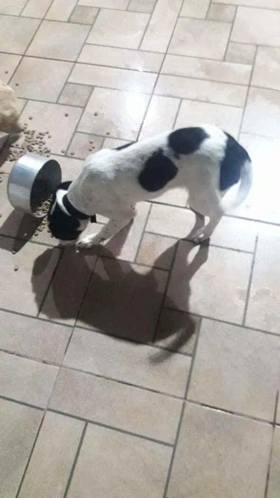 Cachorro ra a Fox paulistinha idade 2 a 6 meses nome Ainda não tem nome