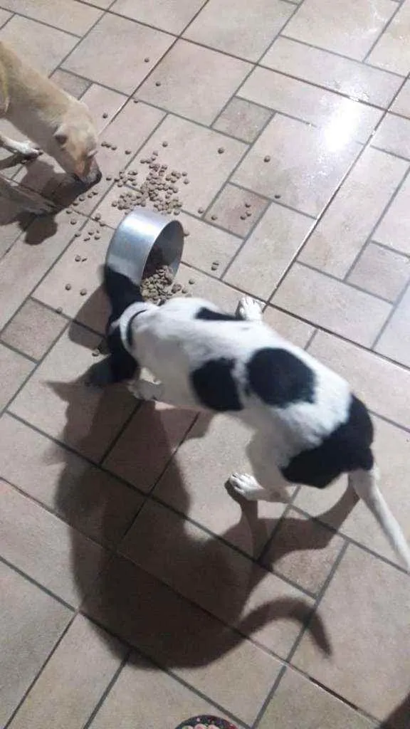 Cachorro ra a Fox paulistinha idade 2 a 6 meses nome Ainda não tem nome