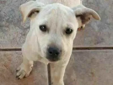 Cachorro ra a Fox paulistinha idade 2 a 6 meses nome Ainda não tem nome
